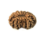 15 Mukhi