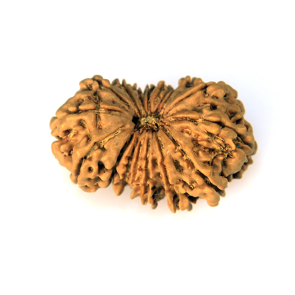 16 Mukhi