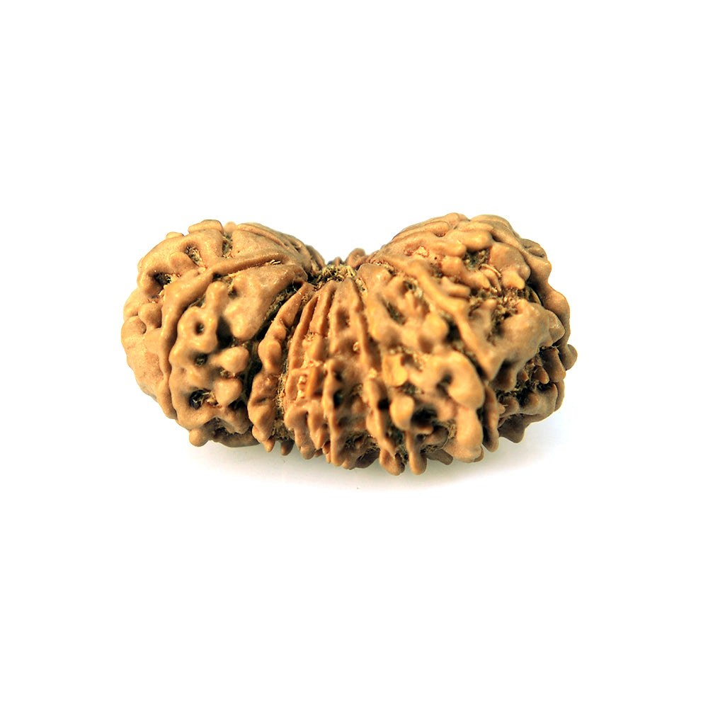 16 Mukhi