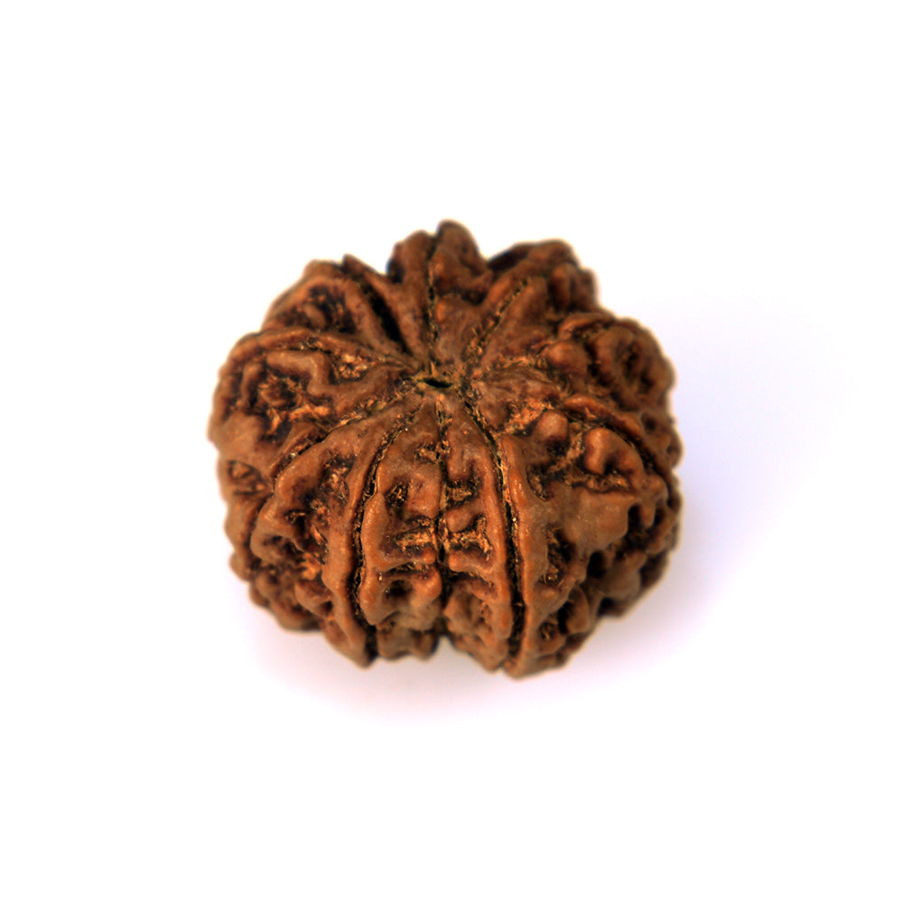 10-Mukhi