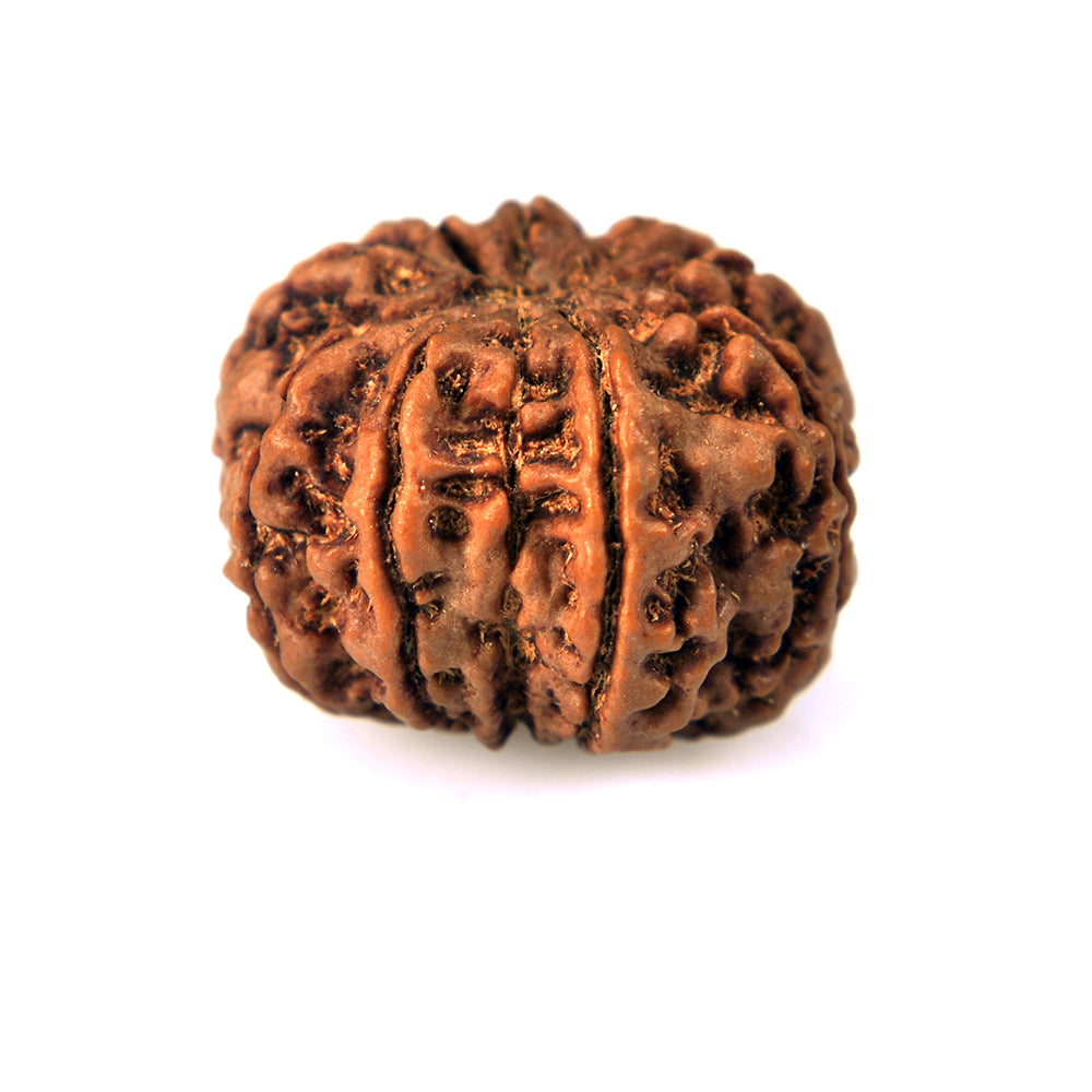 10-Mukhi