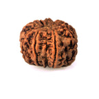 10-Mukhi