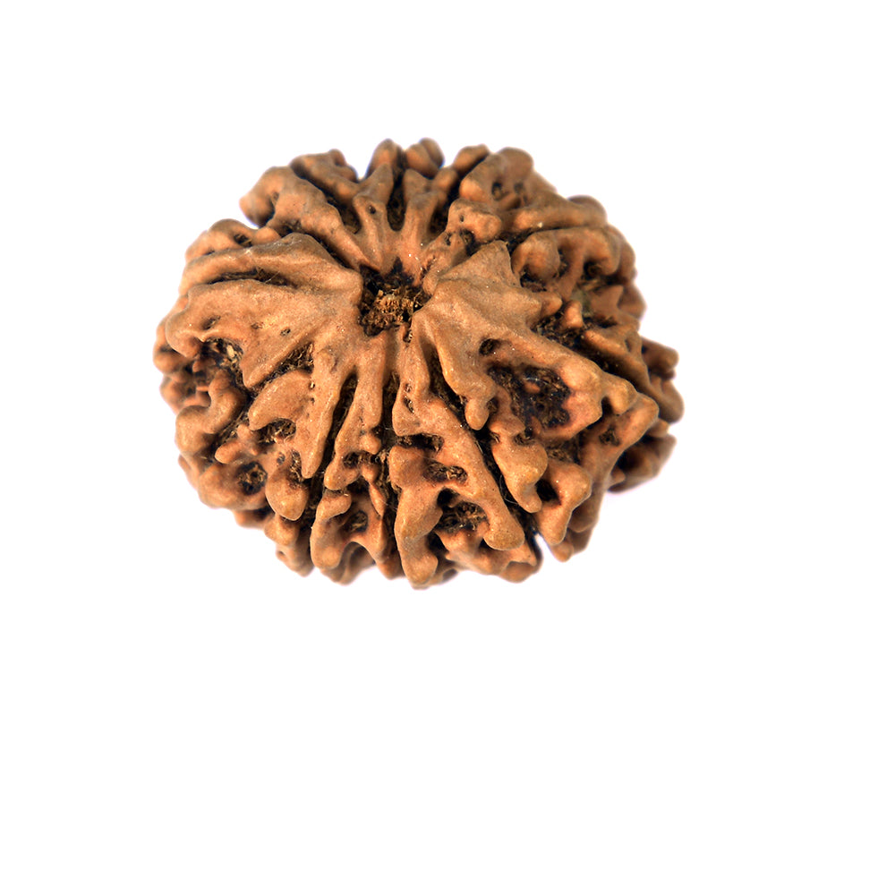 10-Mukhi