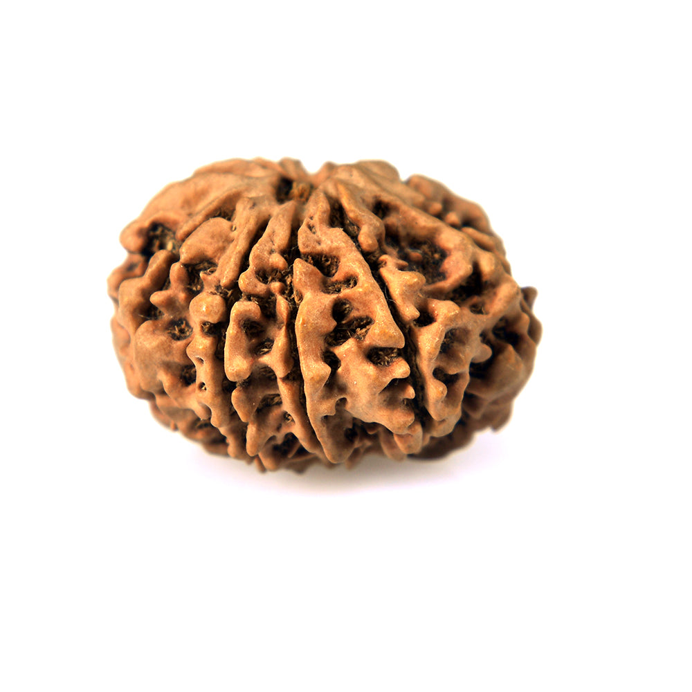 10-Mukhi