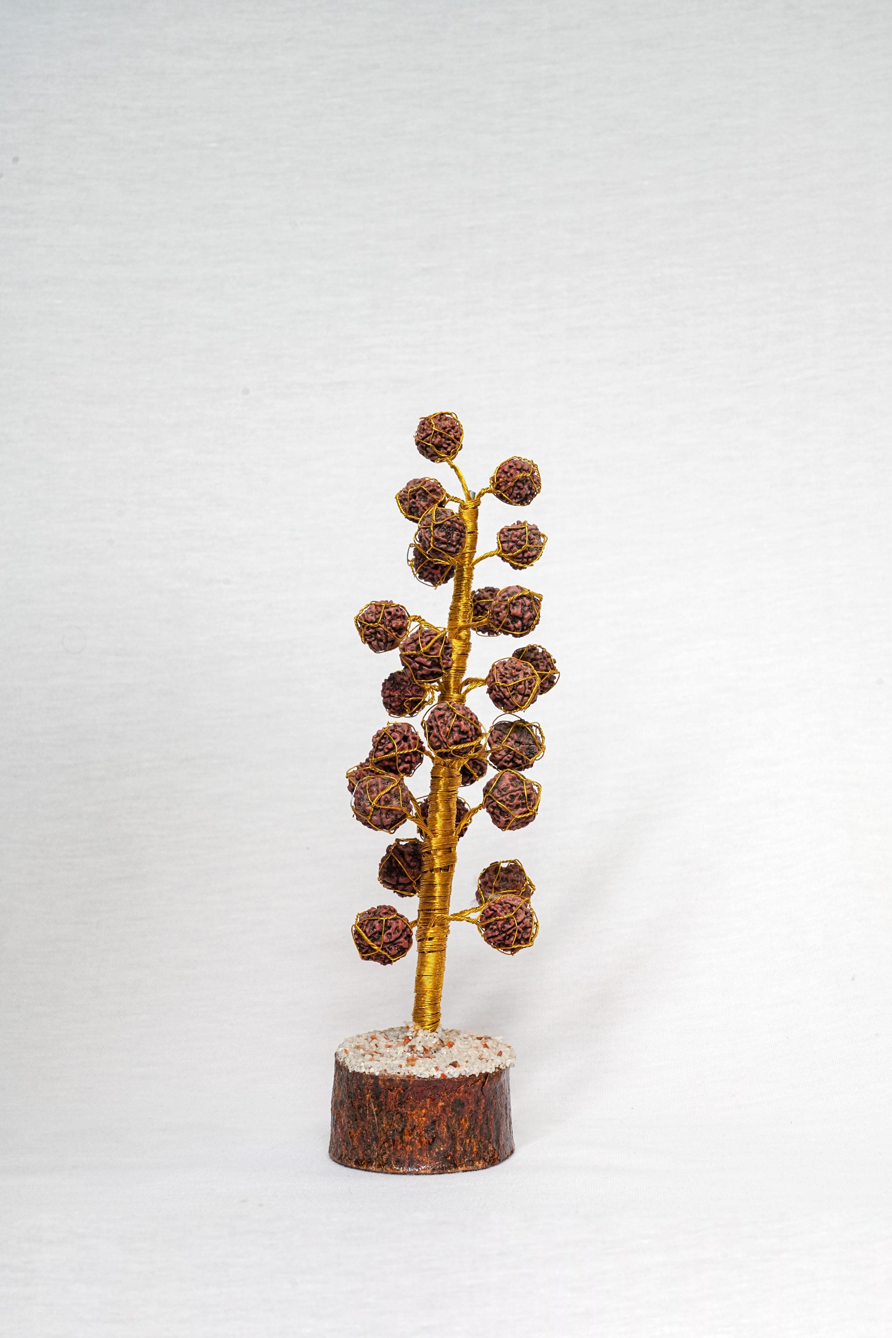 Rudraksha Tree 1