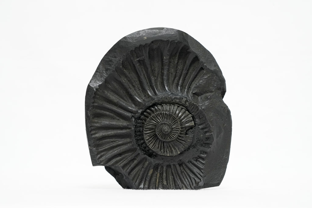 Shaligram Vishnu Murti 1