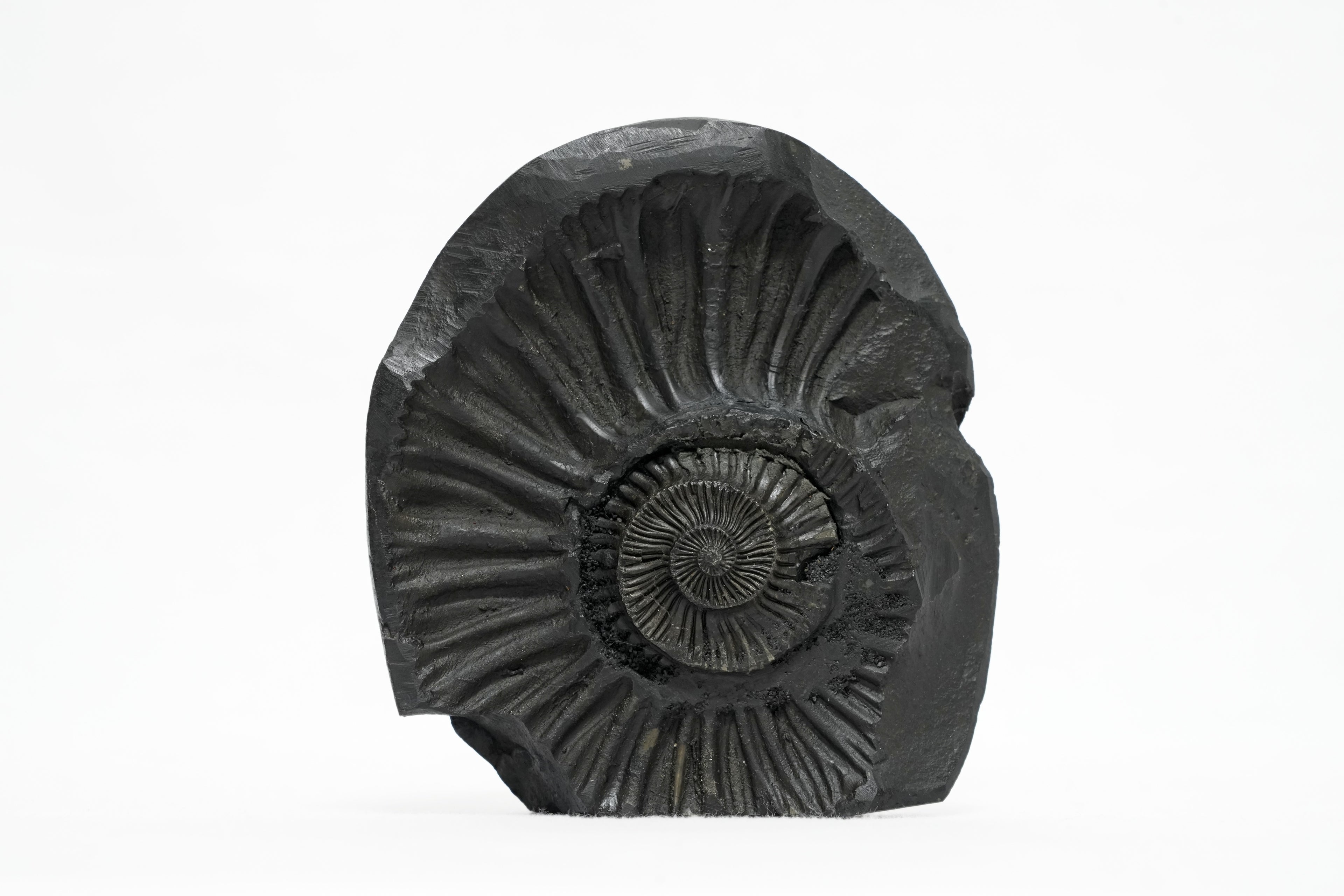 Shaligram Vishnu Murti 1