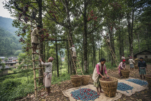 How Authentic Rudraksha Is Collected from Himalayan Forests